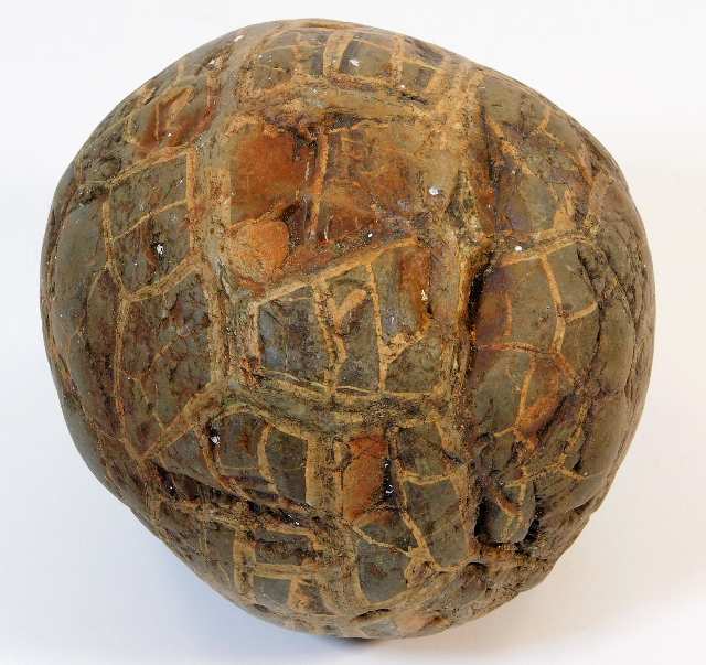 A fossilised dinosaur egg possibly from a Hadrosau