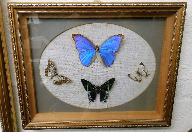 A framed butterfly display