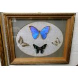 A framed butterfly display