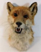 An early 20thC. taxidermy fox bust