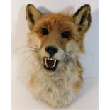 An early 20thC. taxidermy fox bust