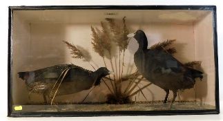 A c.1900 cased taxidermy pair of moor hens