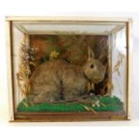 An early cased 20thC. taxidermy wild rabbit