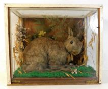 An early cased 20thC. taxidermy wild rabbit