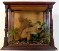 An early 20thC. cased taxidermy red squirrel