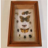 A framed & mounted butterfly & insect group, some