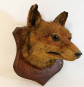 A 19thC. taxidermy fox on plaque marked Dudbrook J