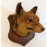A 19thC. taxidermy fox on plaque marked Dudbrook J