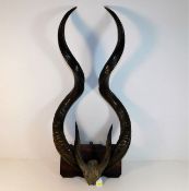 A pair of large Kudu horns 36in mounted on plaque