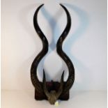 A pair of large Kudu horns 36in mounted on plaque