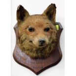 A 19thC. mounted taxidermy fox bust titled on plaq