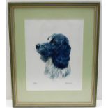 A framed watercolour of spaniel dog called Piran b