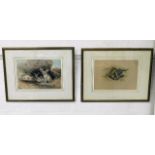 A pair of Joseph Wolf prints depicting a Three Toe