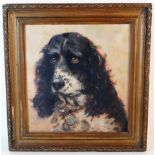 An oil of spaniel dog called "Pluto" in gilt frame