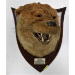 An early 20thC. mounted dog otter bust with plaque