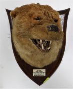 An early 20thC. mounted dog otter bust with plaque