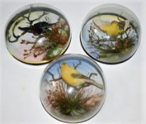 Three c.1900 mounted taxidermy birds, 9in, 8in & 7
