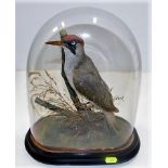 A 19thC. taxidermy woodpecker with domed case 13.5