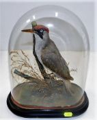 A 19thC. taxidermy woodpecker with domed case 13.5