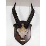 An early 20thC. mounted pair of Topi antelope horn