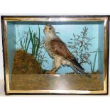 A Victorian taxidermy Kestrel in case within natur