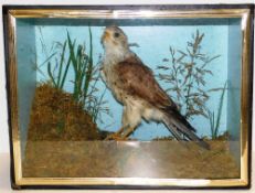 A Victorian taxidermy Kestrel in case within natur