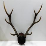 An early 20thC. mounted set of reindeer horns 28in