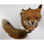 A mounted taxidermy fox head & tail