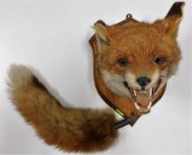 A mounted taxidermy fox head & tail