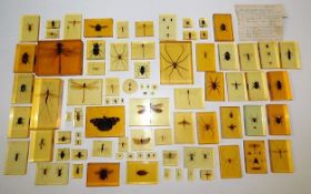 A collection of mid 20thC. embedded insects. Prove