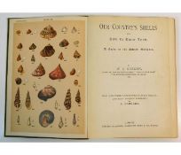 Book: Our Countries Shells - W. J. Gordon illustra