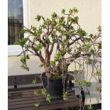 Potted Plant - believed 'Jade Plant' (Crassula Ovata), approximately 76cm high excluding pot