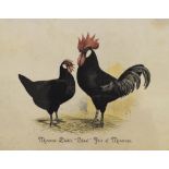 Coloured print of a cockerel and hen, Minorca Clubs 'Ideal' pair of Minorcas, after Ludlow, 31cm x