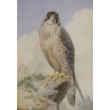 H. Garne - Watercolour - 'A young Peregrine Falcon', 28cm x 20.5cm, in a carved gilt gesso frame