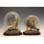 Taxidermy - Two early 20th Century cased Homing or Racing Pigeons, 'Ironsides', a red chequered