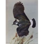 Edwin Penny (1930-2016) - Watercolour - 'Lapwing', signed lower left, framed and glazed, 49cm x