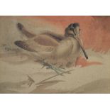 Richard Barrett Talbot Kelly (1896-1971) - Watercolour - 'Albino Woodcock', monogrammed mid left,