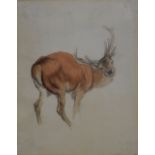 R. Hills (19th Century English School) - Pencil and watercolour - Study of a stag, dated June 23rd