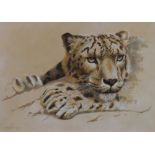 Adrian C Rigby (1962-) - Watercolour - 'Snow Leopard study', signed lower left, 21.5cm x 30cm,