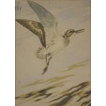 Richard Barrett Talbot Kelly (1896-1971) - Watercolour - 'Sand Piper', monogrammed top left,