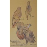 Eric Arnold Roberts Ennion (1900 - 1981) - Pencil and watercolour - Study of a Red Tailed Hawk,