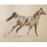 David Dent - Pair of watercolours - Arabian horses, each signed and with script, 44cm x 62cm, in