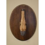 Taxidermy - Deer foot mounted on an oval plaque, 39cm high