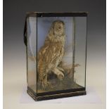 Taxidermy - Early 20th Century Tawny Owl in a naturalistic setting, in glass case, 45cm high overall