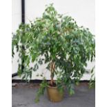 Large potted indoor plant, Ficas Benjamina or Weeping Fig, in glazed stoneware garden planter,