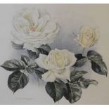 Elizabeth A. McEwen - Watercolour - Study of white roses, 'Pascali', 24cm x 24cm, framed and glazed