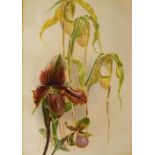 Set of three botanic prints of Orchids, 32cm x 24cm, together with a John Allen coloured