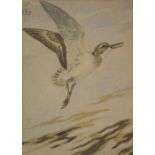 Richard Barrett Talbot Kelly (1896-1971) - Watercolour - 'Sandpiper', monogrammed top left, 19cm x