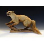 Taxidermy - Pine Marten on a rectangular beech plinth, 32cm high