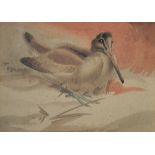 Richard Barrett Talbot Kelly (1896-1971) - 'Albino Woodcock', monogrammed top left, 14cm x 19cm,